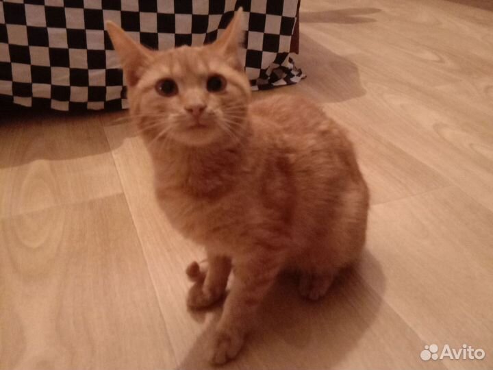 Кот в добрые руки