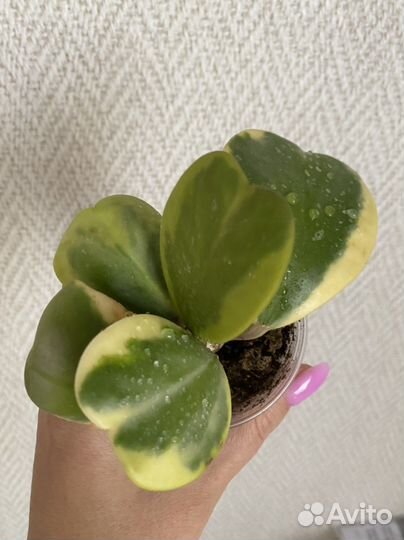 Хойя Керри альбомаргината и обовата вариегата