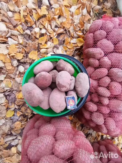 Продам картофель с доставкой
