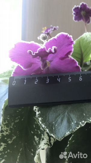 Сортовые фиалки узамбарские, сенполии