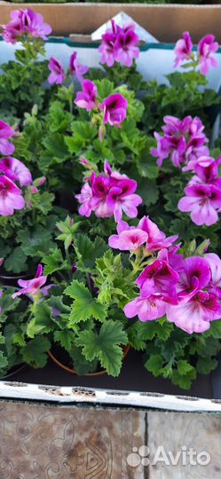 Герань королевская