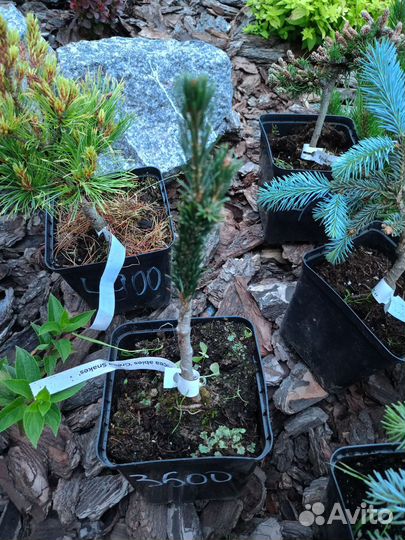 Ель Грин Снейк