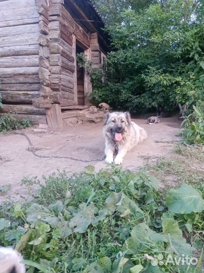 Щенки кавказской овчарки