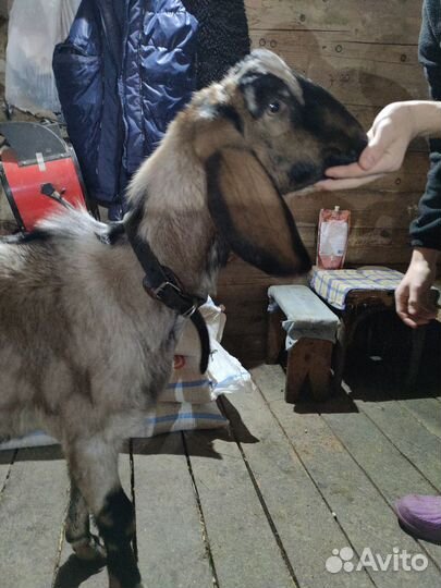 Нубийский козел