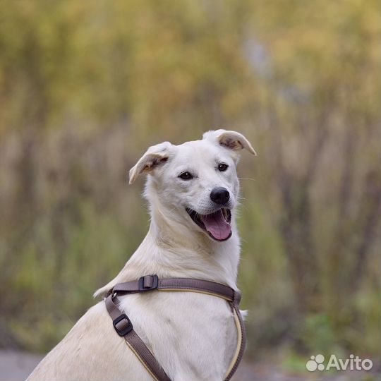 Собаки бесплатно в добрые руки