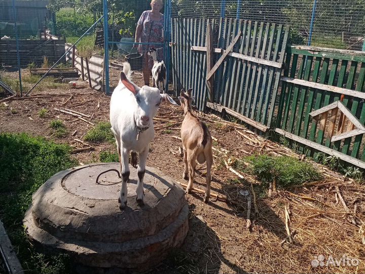 Коза