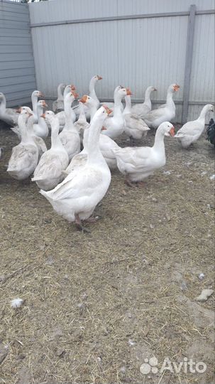 Гусь породы 
