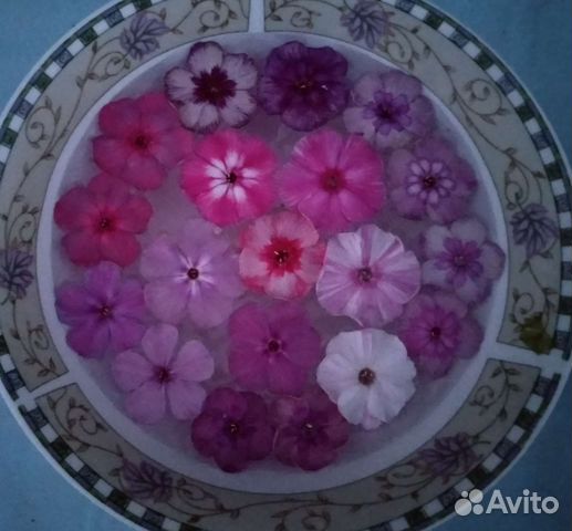 Флоксы метельчатые