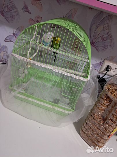 Попугаи с клеткой