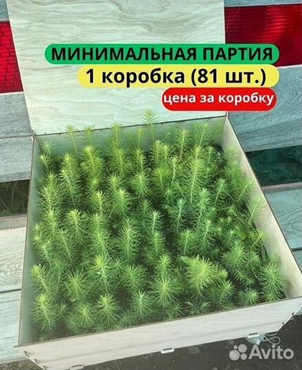 Сеянцы сосны обыкновенной зкс от производителя