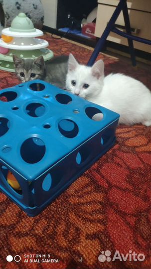 Две девчушки ищут добрые руки