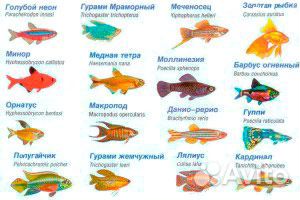 Аквариумные рыбки