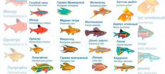 Аквариумные рыбки названия. Аквариумные рыбы для детей с названиями. Аквариумные рыбы названия. Аквариумные рыбки с названиями для детей. Аквариумные рыбы для детей