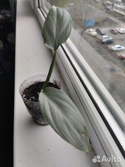 Филодендрон сильвер квин