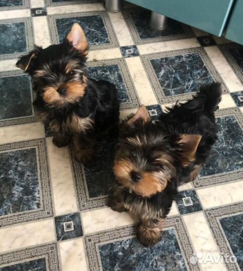 Йоркширский терьер