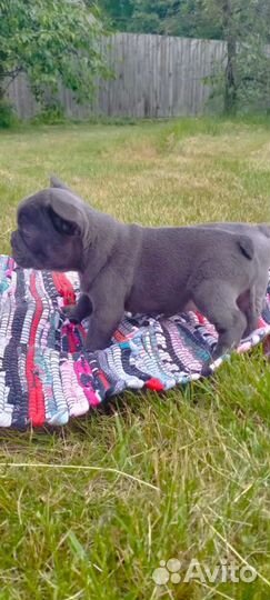 Французский бульдог голубой щенки