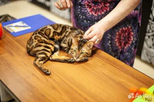 Бенгальский кот (Вязка)