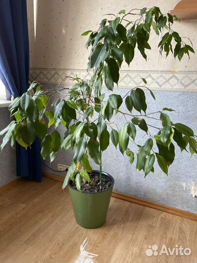 Фикус бенджамина большой