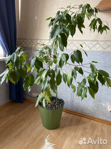 Фикус бенджамина большой