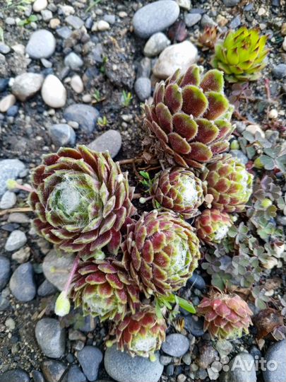 Цветы садовые