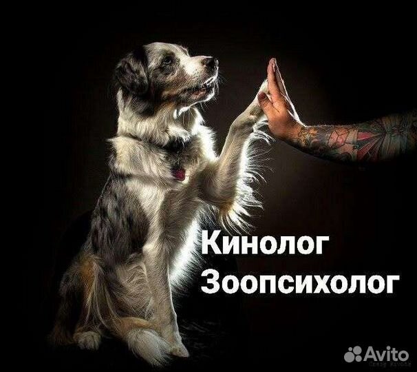 Кинолог. Зоопсихолог