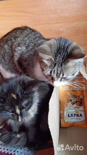 Котята в добрые руки