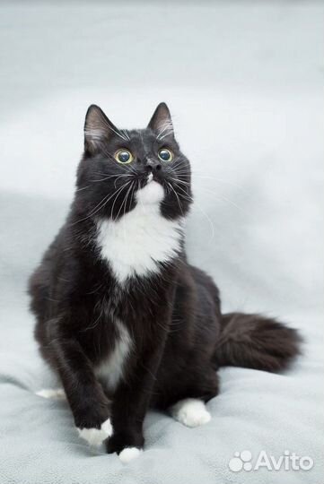 Кот Марс черно-белое очарование в дар