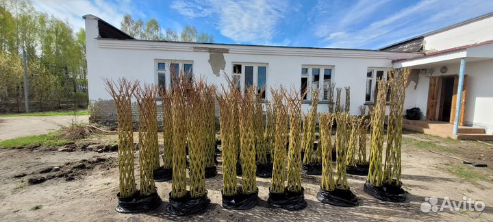 Плетеные деревья из ивы