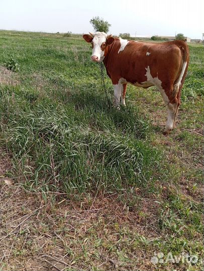 Телка стельная