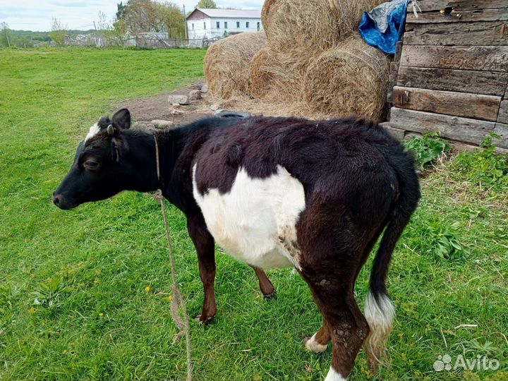 Телёнок 8месяцев