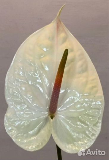 Антуриум Шампань