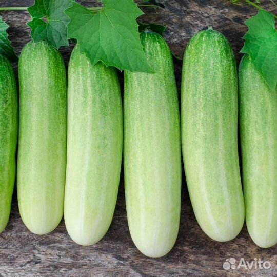 Семена сортового огурца Белоносый