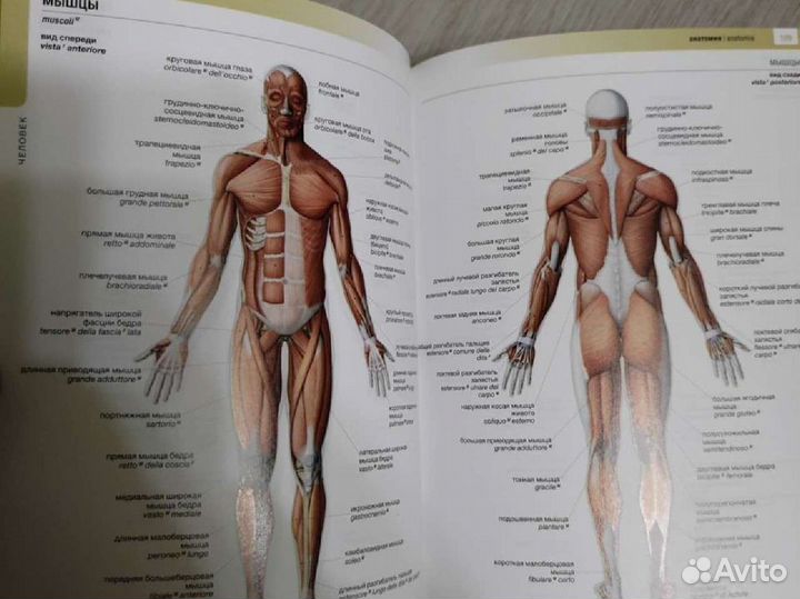 Визуальный словарь итальянско-русский