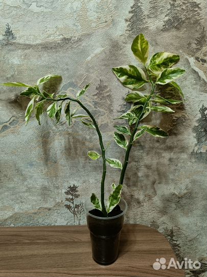 Педилантус