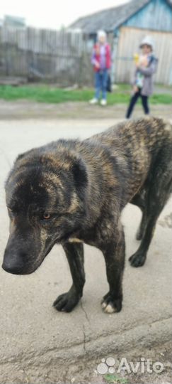 Собака Алабай