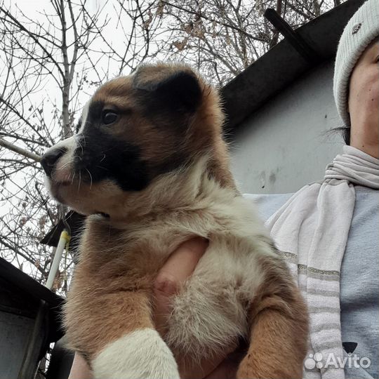 Щенок бутуз мальчишка