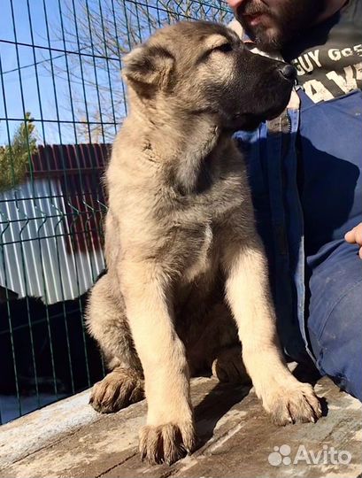 Аборигенный Гампр-Щенки Эксклюзив