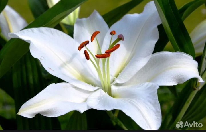 Лилия крупная