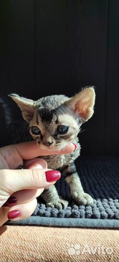 Котята девон-рекс