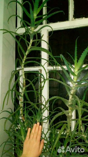 Алоэ, Хасавюрт