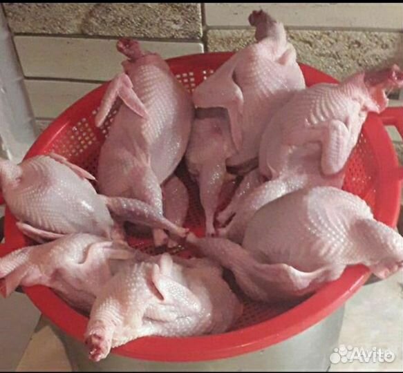 Мясо перепела