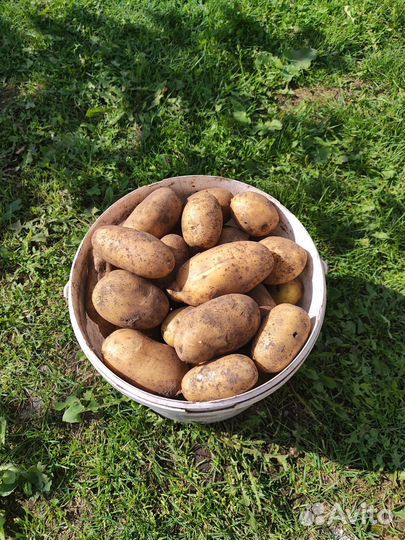 Продам картофель