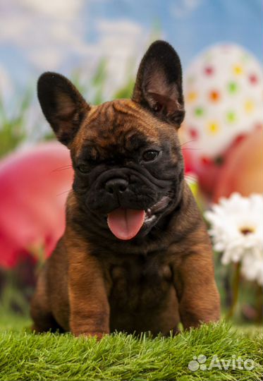 Бульдожата