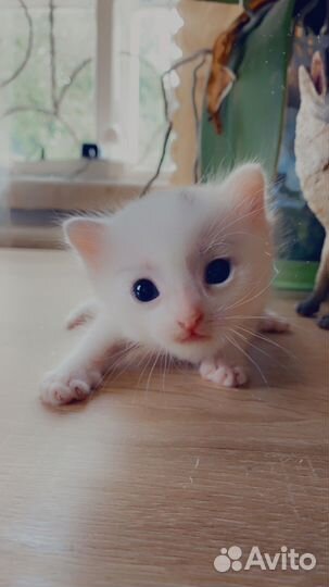 Белый котенок с голубыми глазами