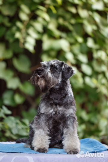 Девчушка цвергшнауцер