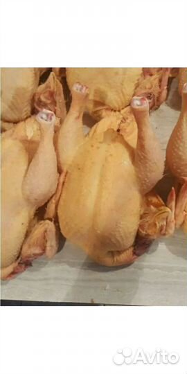 Курочка домашняя