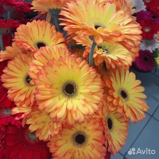 Цветы герберы