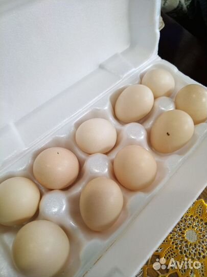 Яйцо домашнее инкубационное
