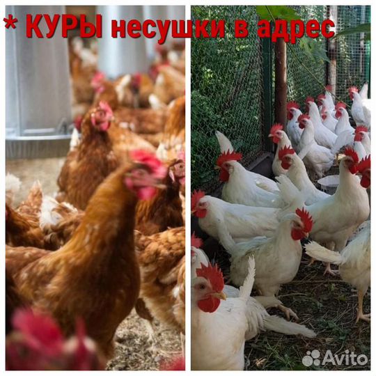 Куры несушки