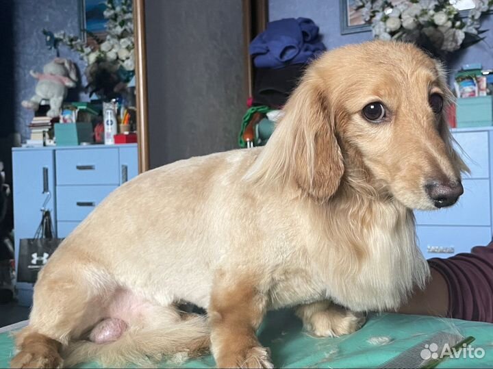 Груминг собак и кошек